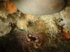 Tripterygion delaisi