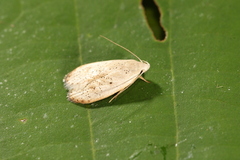 Durrantia arcanella