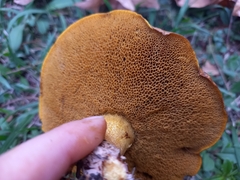 Suillus collinitus