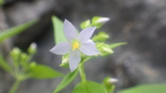 Exacum hoffmannii