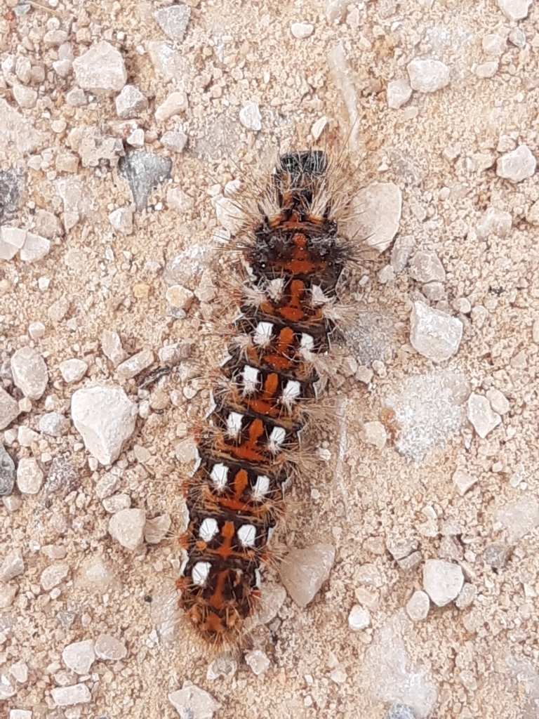 Knot Grass Moth