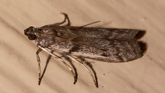 Cryptoblabes hemigypsa