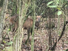 Tragelaphus sylvaticus