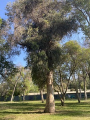 Eucalyptus globulus