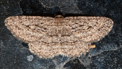 Zermizinga sinuata