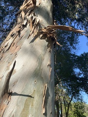 Eucalyptus globulus