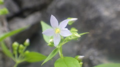 Exacum hoffmannii