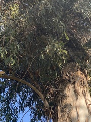 Eucalyptus globulus
