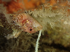 Tripterygion delaisi