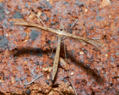 Stenoptilia zophodactylus
