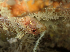 Tripterygion delaisi