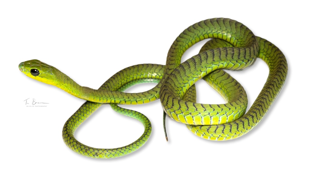 Boomslang (Dispholidus typus) - Snakes and Lizards