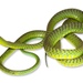 Boomslang - Photo (c) Tim Brammer, some rights reserved (CC BY-NC), uploaded by Tim Brammer