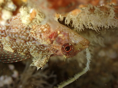 Tripterygion delaisi