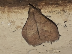 Leipoxais peraffinis