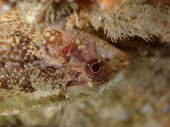 Tripterygion delaisi