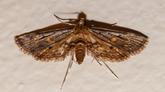 Crambidae