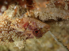 Tripterygion delaisi