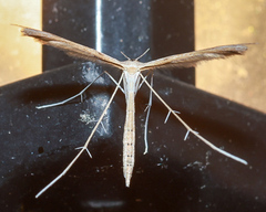 Stenoptilia zophodactylus
