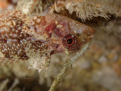 Tripterygion delaisi