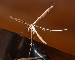 Stenoptilia zophodactylus