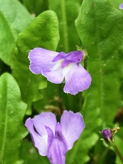 Mazus pumilio