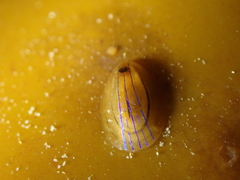 Patella pellucida