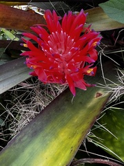 Billbergia pyramidalis