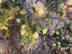 Thymelaea hirsuta