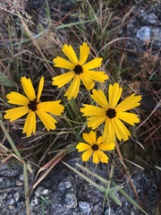 Coreopsis linifolia