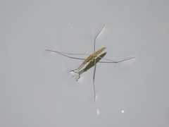 Aquarius najas