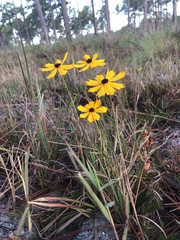 Coreopsis linifolia