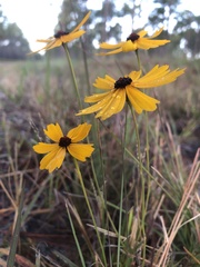 Coreopsis linifolia