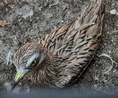 Burhinus