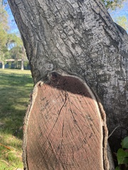 Tracheophyta