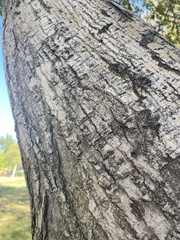 Tracheophyta