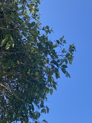 Tracheophyta