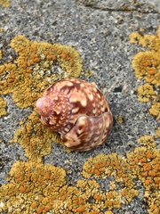 Phasianella ventricosa