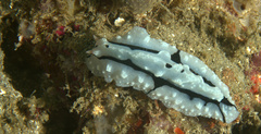 Phyllidiopsis shireenae