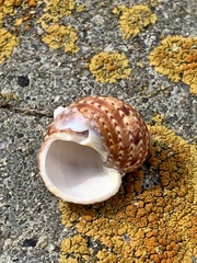 Phasianella ventricosa