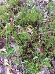 Caladenia attingens