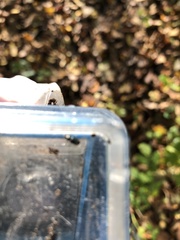 Notiophilus biguttatus