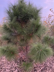 Pinus montezumae