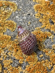 Prothalotia pulcherrima