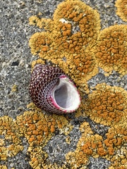 Prothalotia pulcherrima