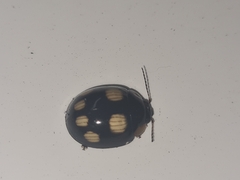 Paropsisterna sexpustulata