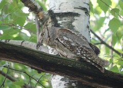Otus scops