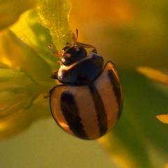 Micraspis kiotoensis