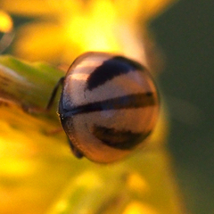 Micraspis kiotoensis