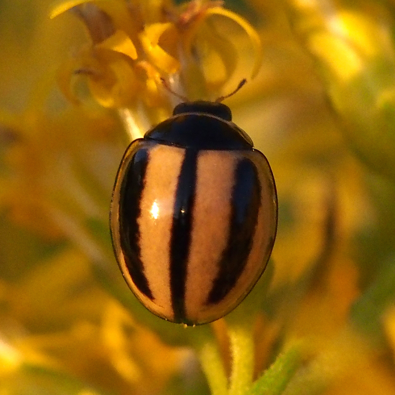 Micraspis kiotoensis